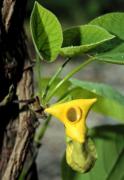 Aristolochia manshuriensis Kom
